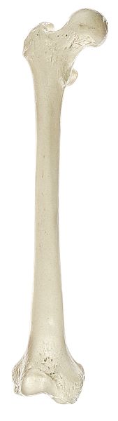 Oberschenkelknochen (Femur)
