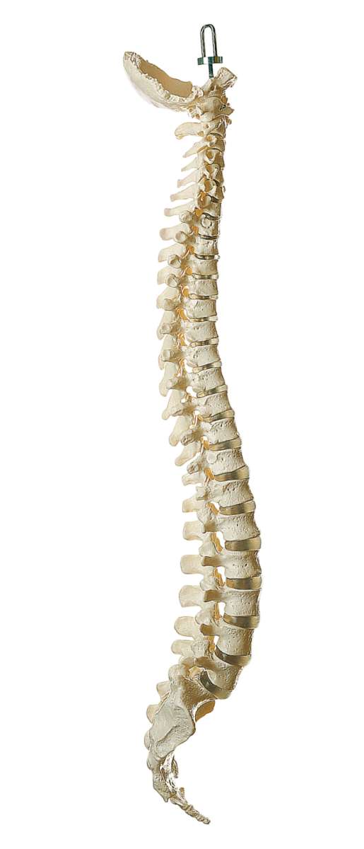 Wirbelsäule | Wirbelsäulen | Skelett | Allgemeine Anatomie ...