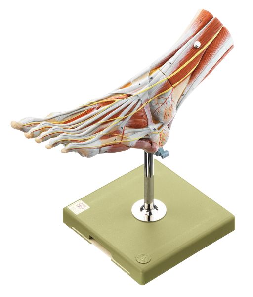 Muscles of the Foot