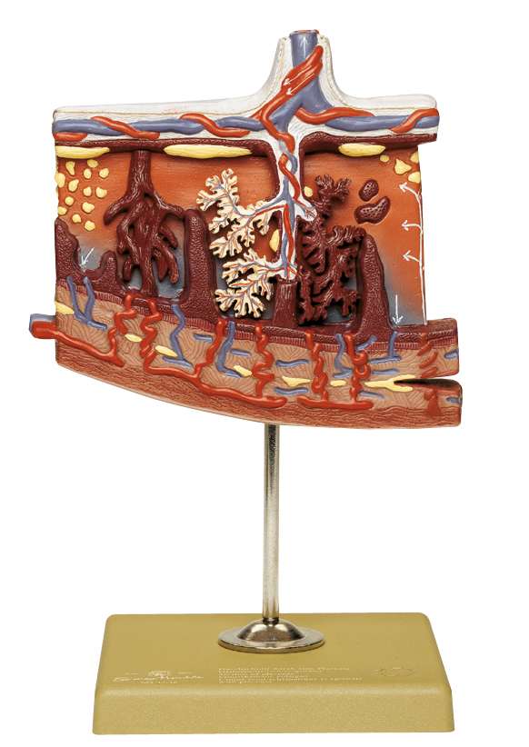 PlacentaModell Weibliche Organe Embryologie Allgemeine Anatomie