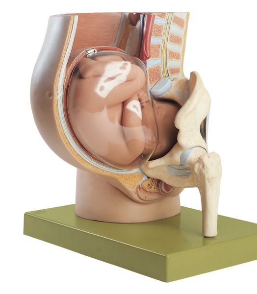 Pelvis with Uterus in Ninth Month of Pregnancy