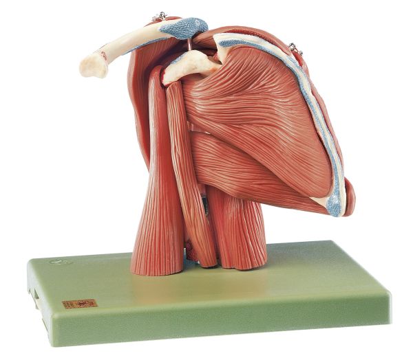 Demonstration model of the Shoulder Muscles