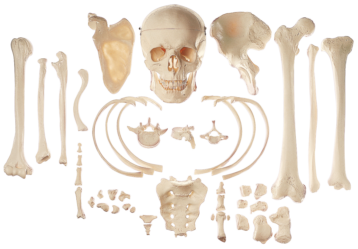 Al bone. Кости. Кости человека. Набор костей человека. Отдельные кости человека.
