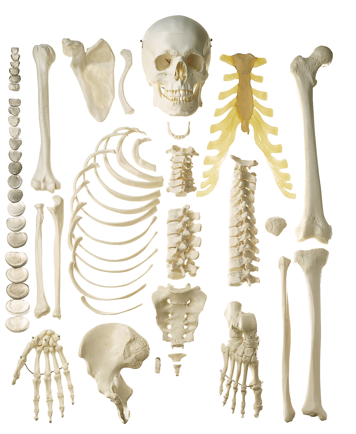 Набор костей человека