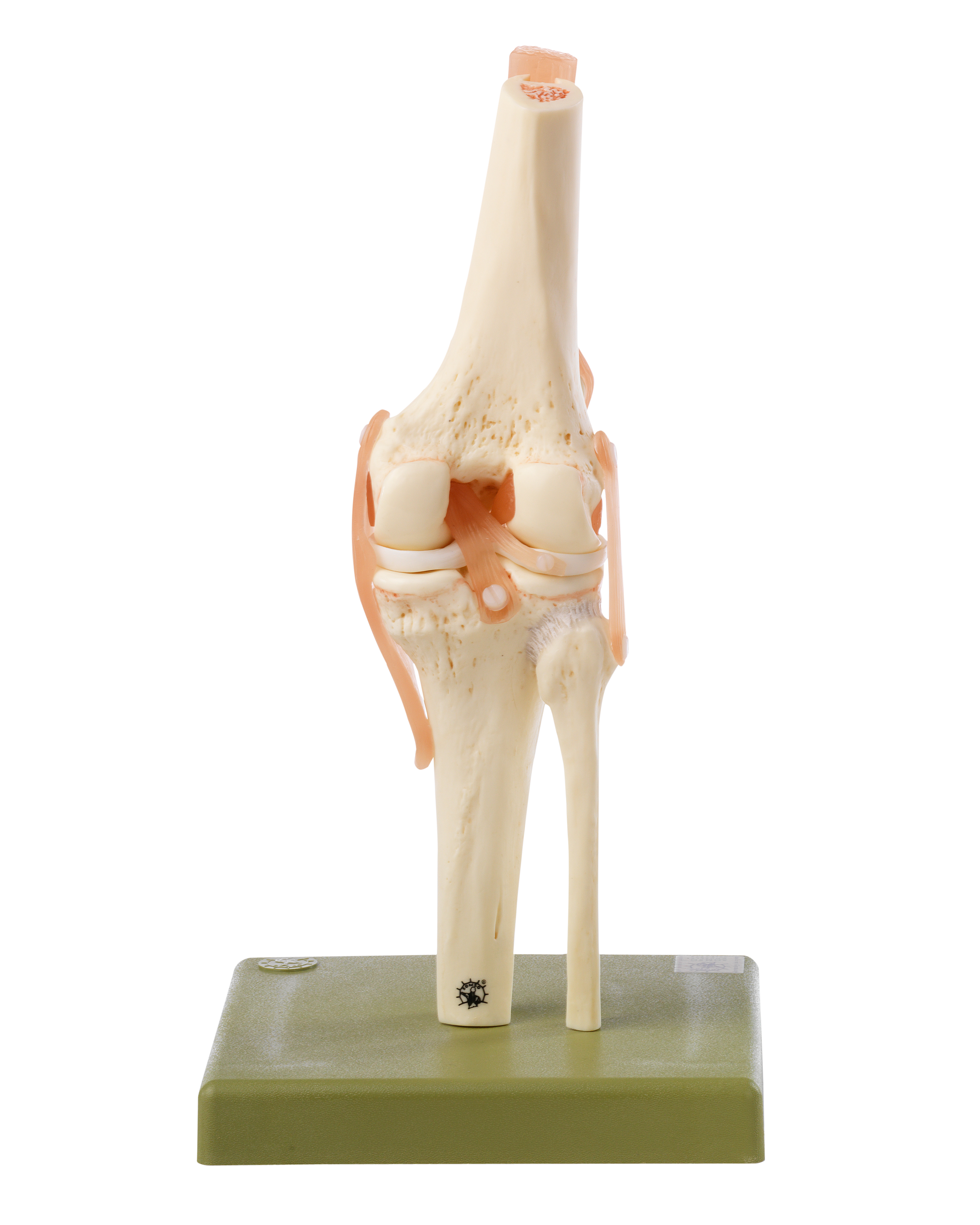 Functional Model of the Knee Joint | Function Models | Lower ...