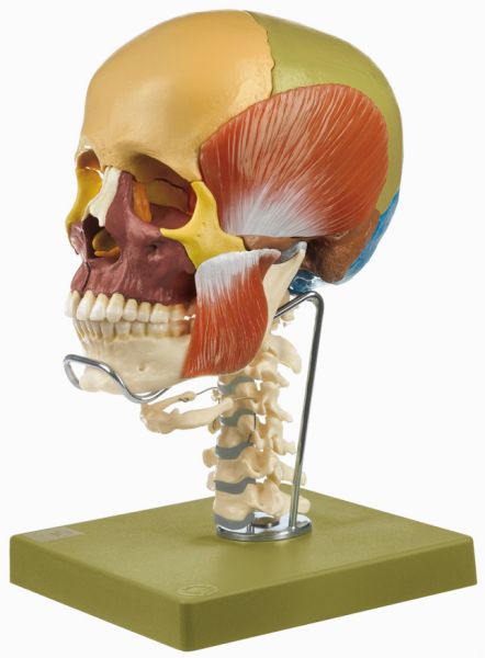 14teiliges Schädelmodell mit Kaumuskulatur, Halswirbelsäule und Zungenbein