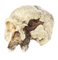 Schädelrekonstruktion von Homo heidelbergensis Schädelrekonstruktion von Homo heidelbergensis