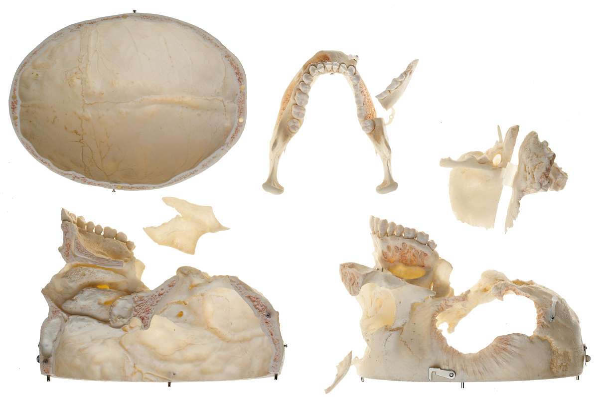Künstlicher Schädel eines Erwachsenen Schädelmodelle Kopf