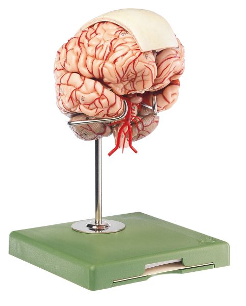 Gehirnmodell