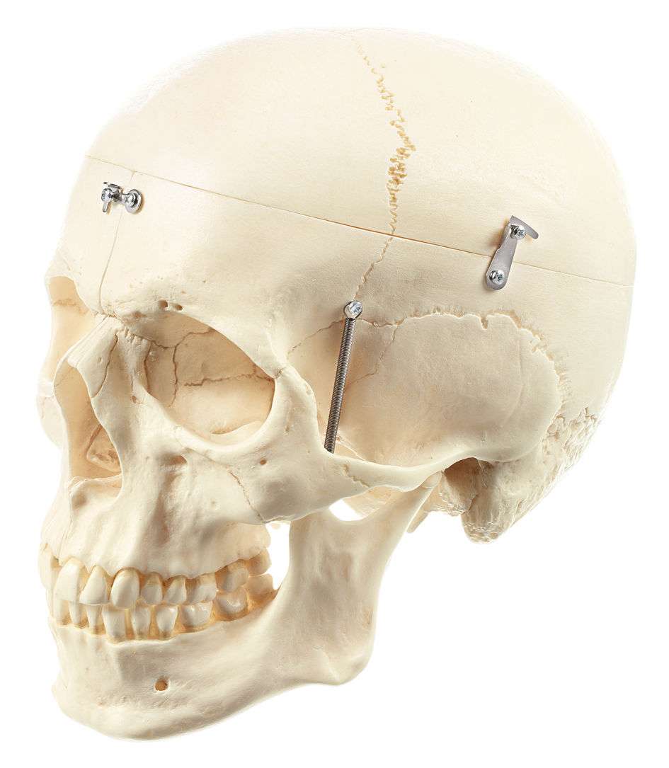 Artificial Human Skull Skull Models Skull Models Head Neck