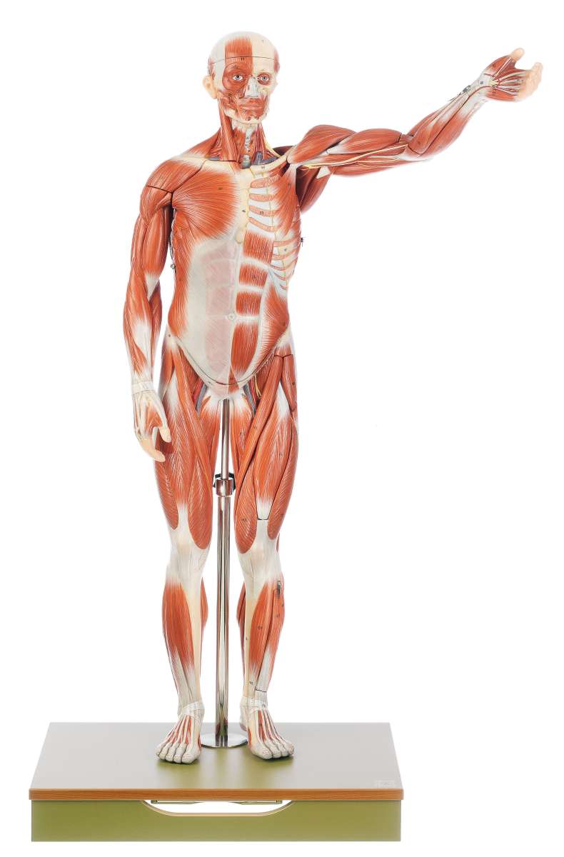 Skelett Anatomie In Rheinland-Pfalz - CAWA