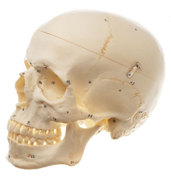 Artificial Human Skull