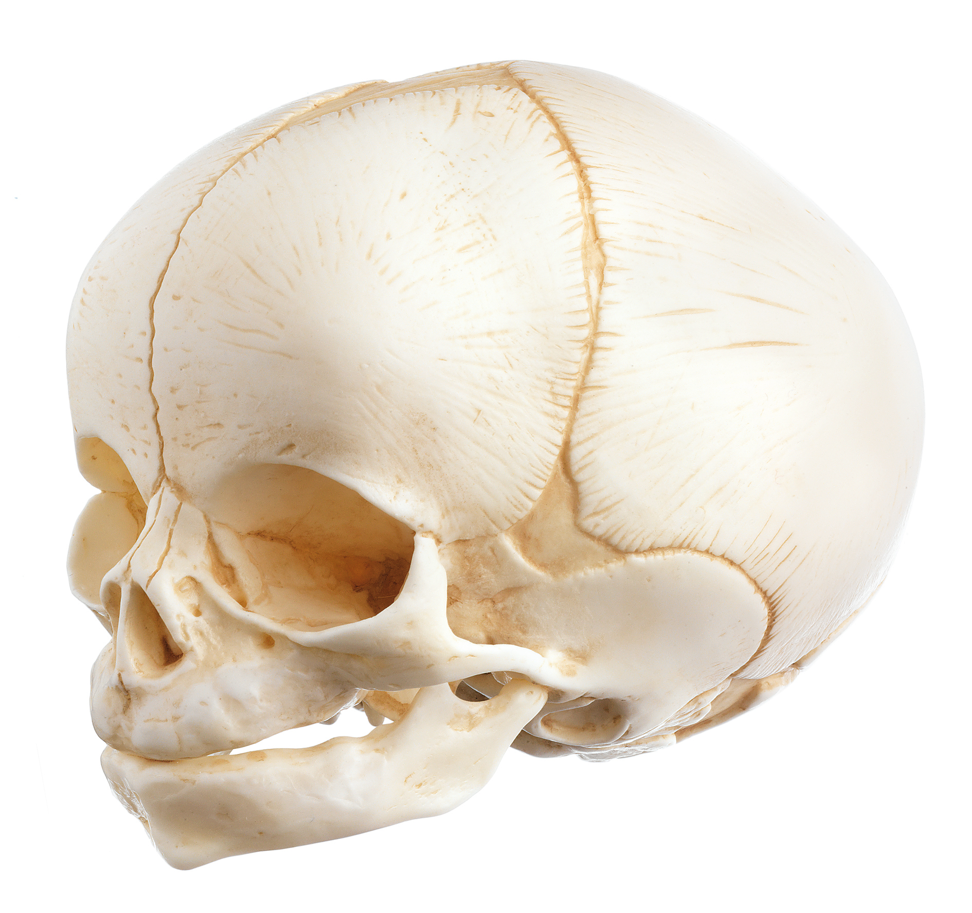 череп новорожденного фото