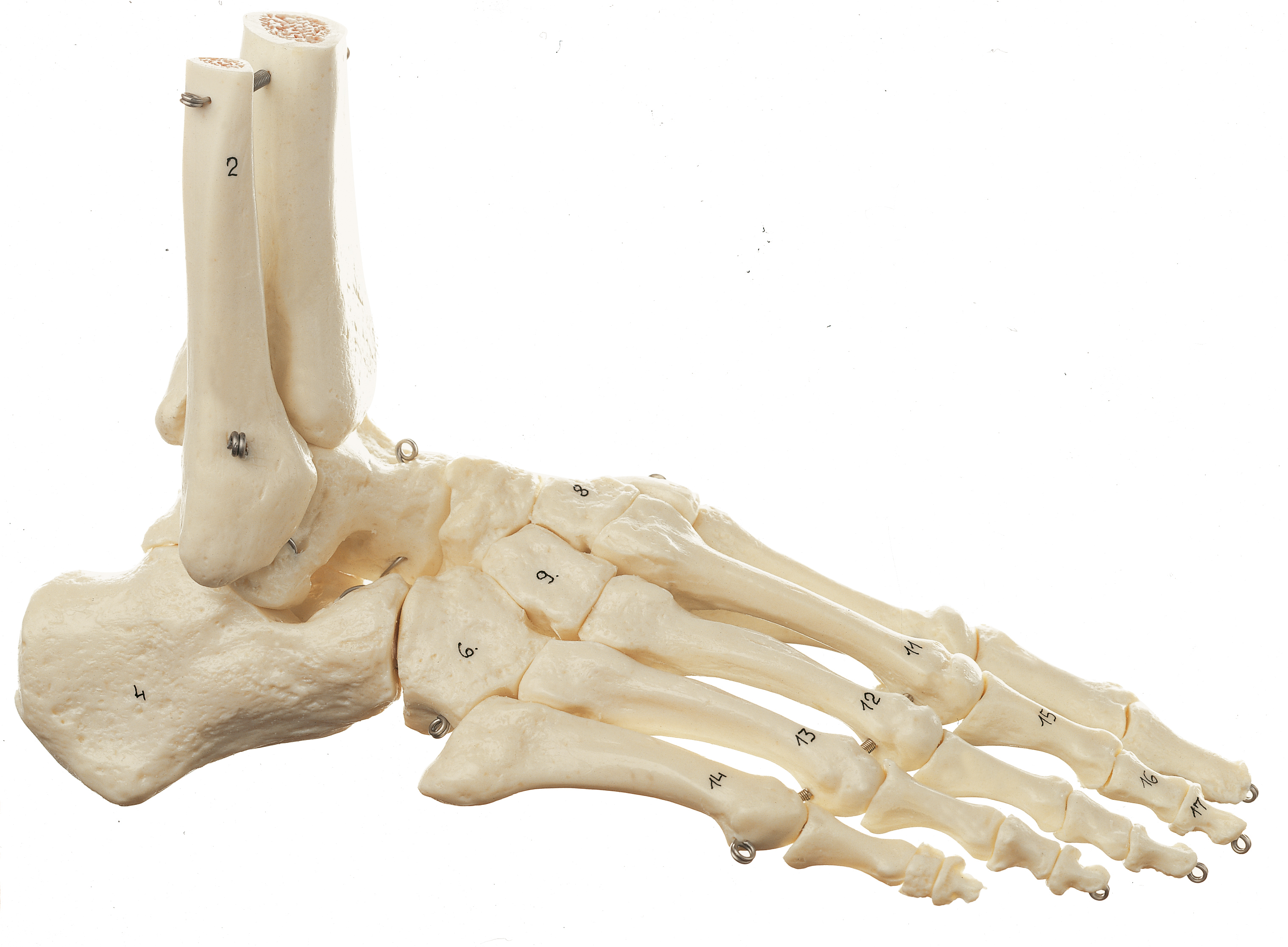 Bones model. Скелет стопы. Скелет стопы человека. Муляж скелет стопы.