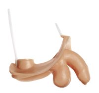 Äußere männliche Geschlechtsorgane (zu CLA 3) Äußere männliche Geschlechtsorgane (zu CLA 3)