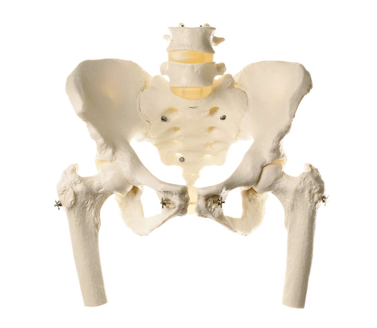 Weibliches Beckenskelett | Skelett | Becken | Anatomische SOMSO ...