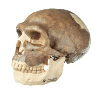 Schädelrekonstruktion von Homo neanderthalensis Schädelrekonstruktion von Homo neanderthalensis