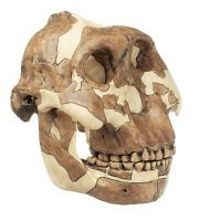 Schädelrekonstruktion von Paranthropus boisei Schädelrekonstruktion von Paranthropus boisei