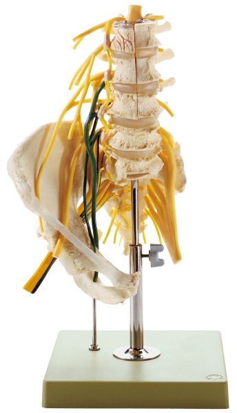 Lumbar spinal Column - with Innervation