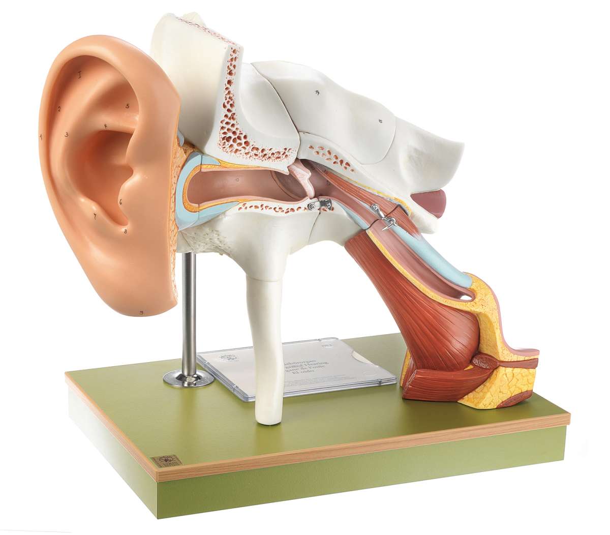 Ear with Pinna Ear Models Ear Sensory Organs Anatomical SOMSO