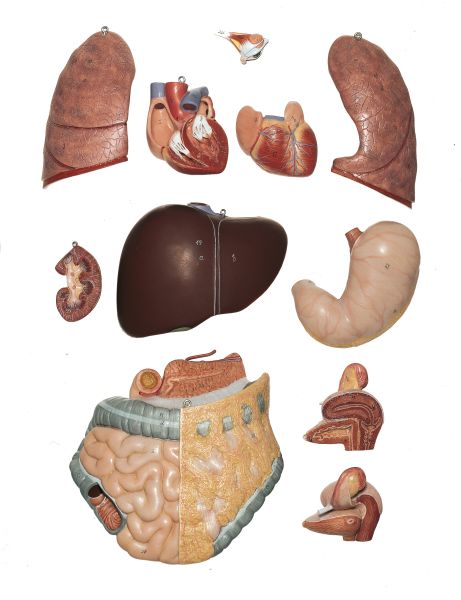 Weiblicher Torso mit Kopf Torsomodelle eines Erwachsenen Figuren
