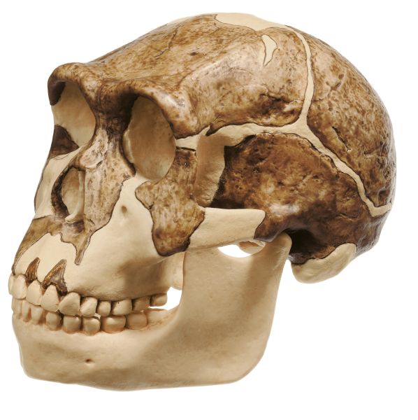 Reconstruction of the Skull of Homo ergaster (KNM-ER 3733)