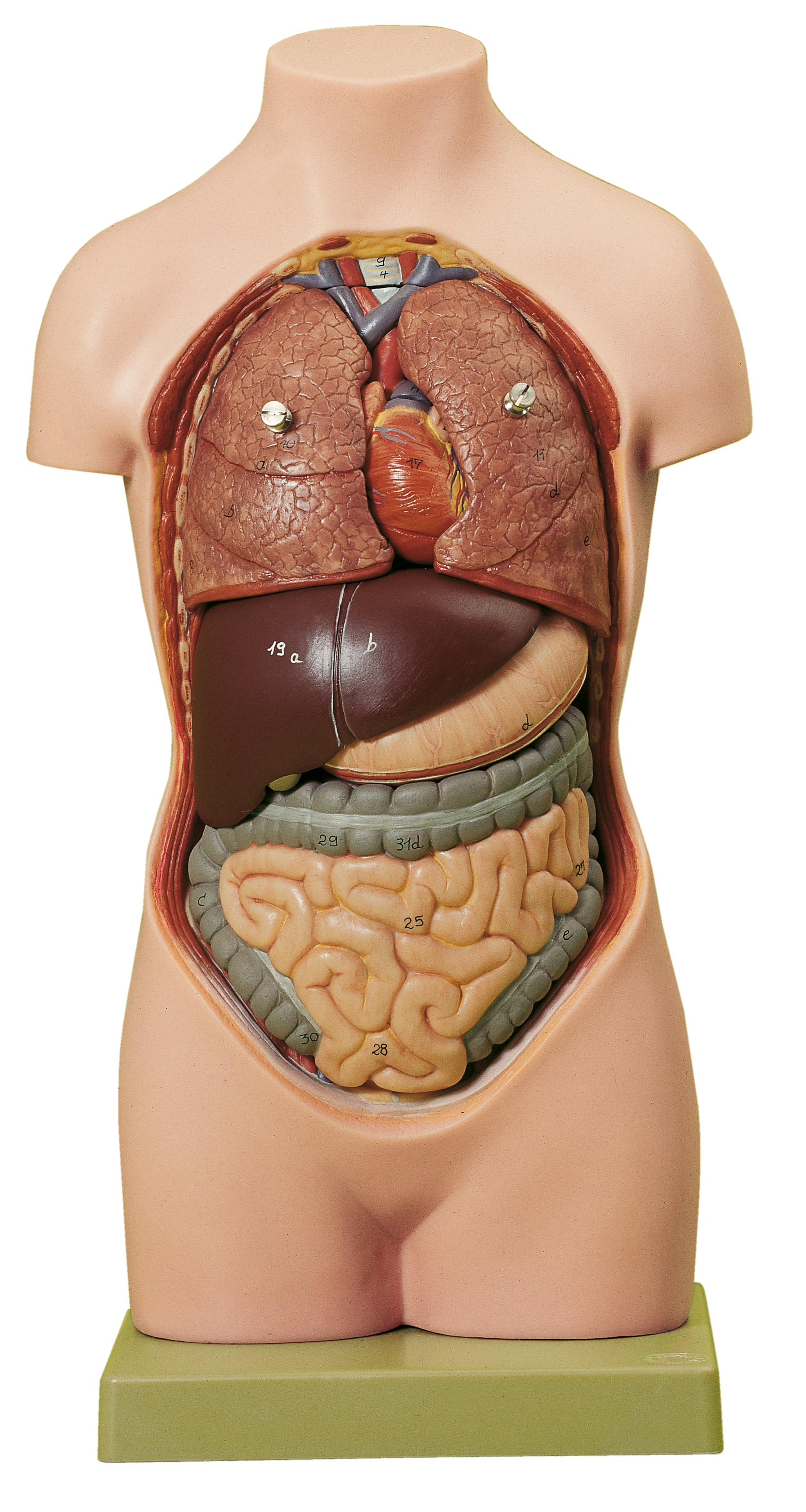 Human biology. Человек биология. Биологические живот человек. Толсты человек для биологии.