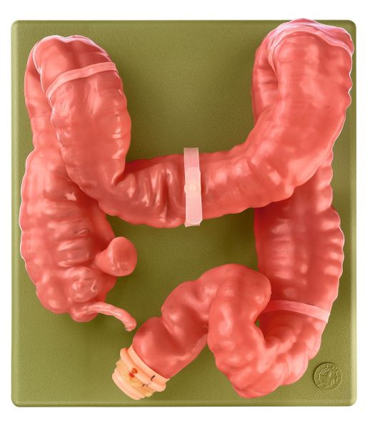 Large intestine, soft / elastic, for endoscopy training