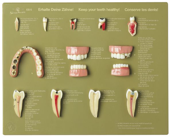 Case of Teeth "Keep your Teeth healthy"