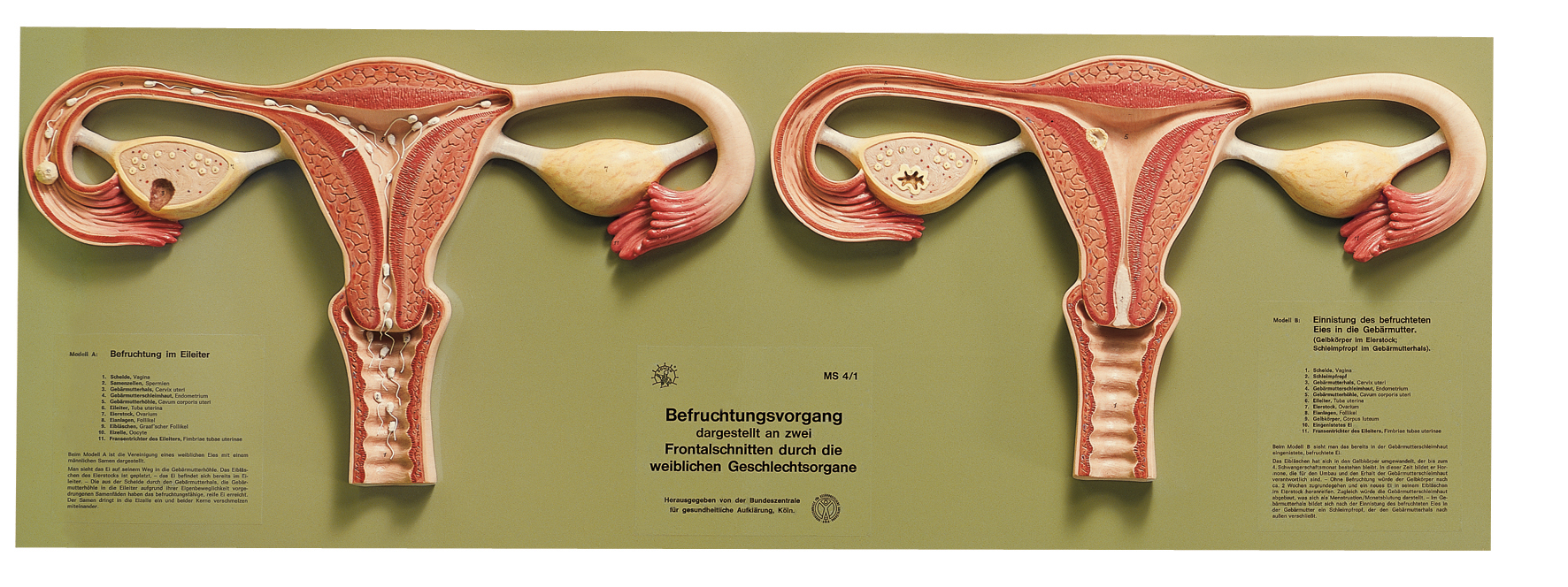 Befruchtungsvorgang Weibliche Organe Embryologie Allgemeine Anatomie Anatomische Somso Modelle Cla Coburger Lehrmittelanstalt