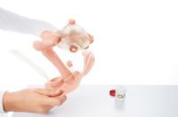 Ersatzharnröhre, weibl., für CLA 440 Ersatzharnröhre, weibl., für CLA 440