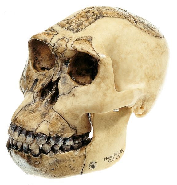 Reconstruction of the Skull of Homo habilis (O.H. 24)
