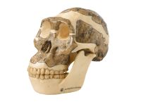 Vorschau: Schädelrekonstruktion von Australopithecus africanus Vorschau: Schädelrekonstruktion von Australopithecus africanus