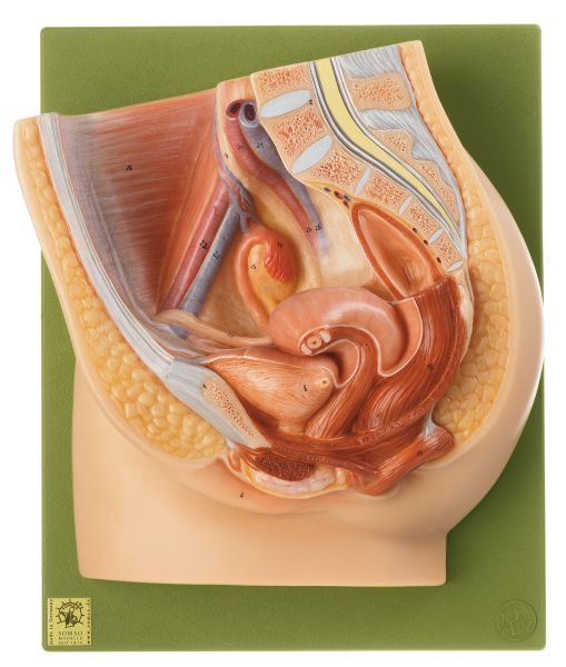 Medianschnitt des weiblichen Beckens