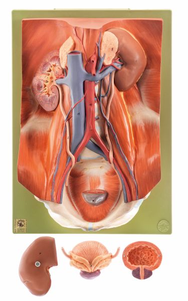 Urinary Organs