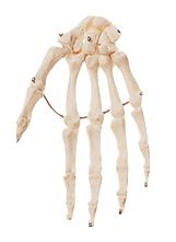 Hand Bone, mounted