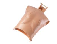 Oberkörper Oberkörper