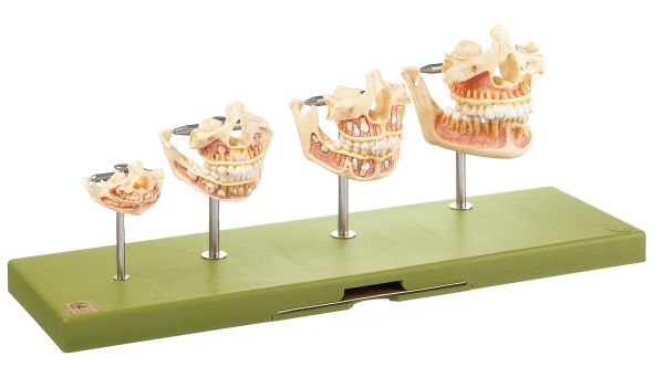 Development of a Set of Teeth