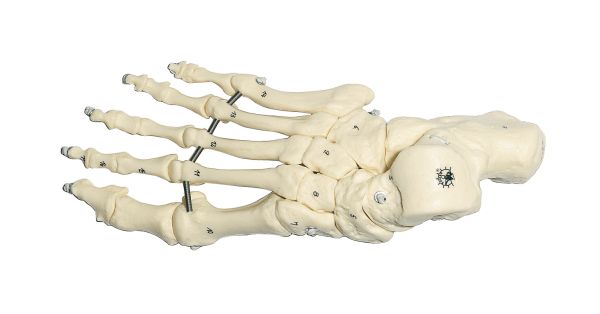 Skeleton of the Foot (Flexible Mounting)
