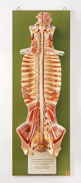 Rückenmark mit Wirbelkanal