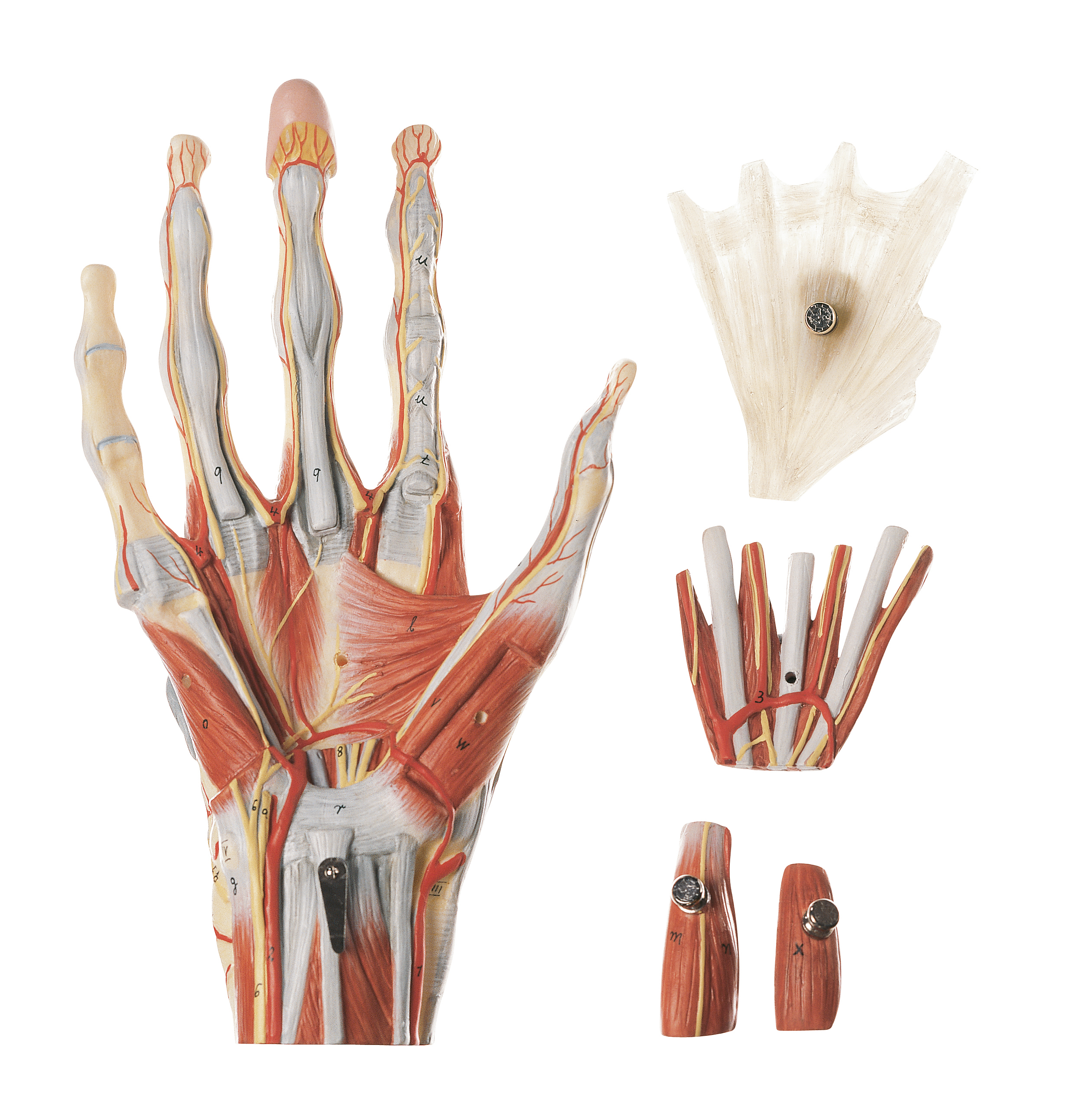 Muscles of the Hand with Base of Fore-Arm