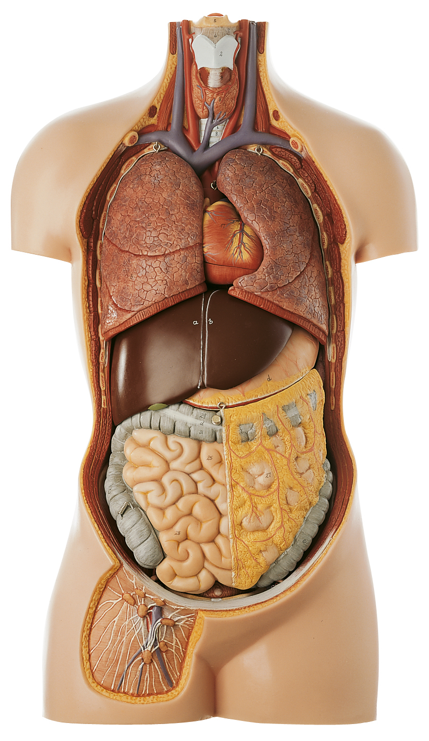 Фото анатомии внутренних органов человека мужчины. Внутренние органы. Внутренние органы человека.