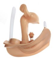 Weibl.Geschlechtsorgane Weibl.Geschlechtsorgane