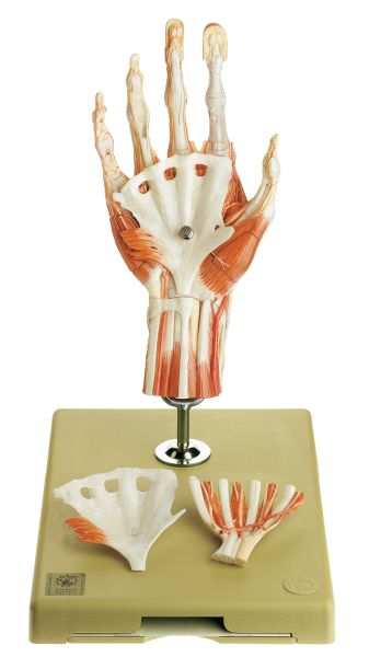 Surgical Hand Model