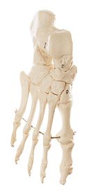 Foot Bone, mounted