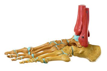 Skeleton of the Foot, Right (Rigid)