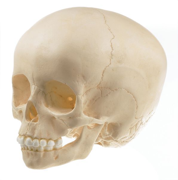 Artificial Skull of Child