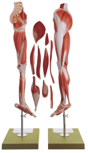 Muscles of the Leg with Base of Pelvis