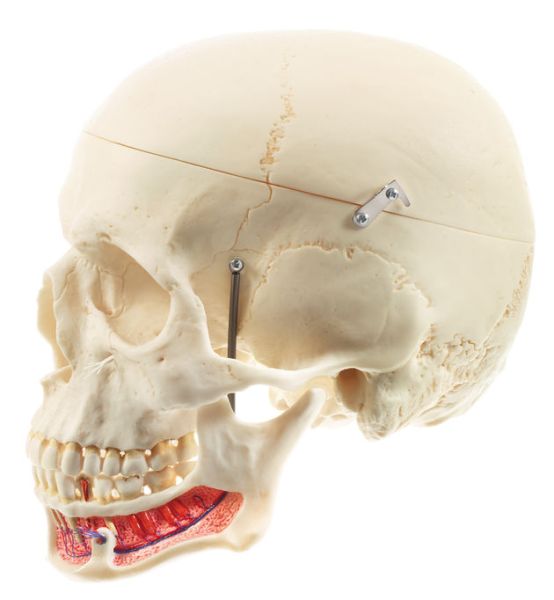 Artificial Human Skull