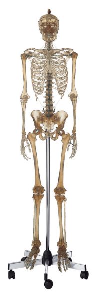 Artificial Human Skeleton, transparent